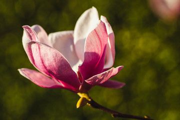 a beautiful view on the magnolia buds and flowers in a park