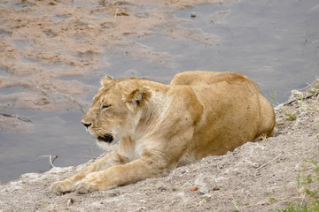 Lioness resting before hunting (Serengeti National Park, Tanzania)