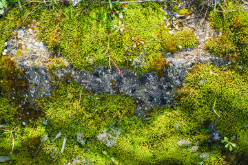 stone covered with moss in a sunny day