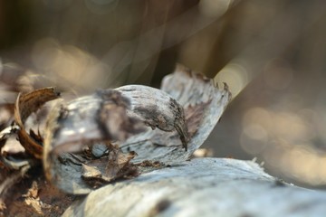 Old birch bark in the forest.
