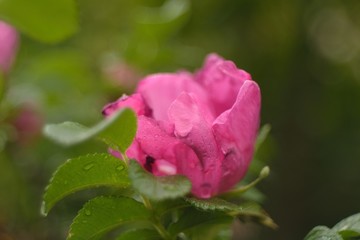 Beautiful wild flowers.