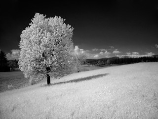 infrared