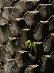 small bodhi tree growth on trunk of palm tree
