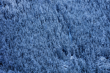 View of covered with snow firs and pines on the mountain slope forming pattern background in French Alps