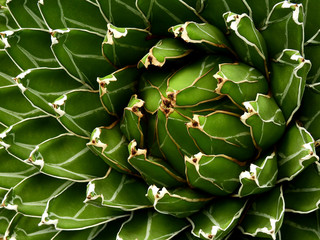 Agave victoriae reginae, cactus texture