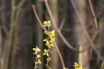 Forsythie