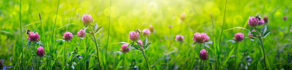 Clover flowers field in sunset.Nature meadow background.
