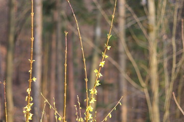 Forsythie