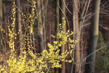 Forsythie