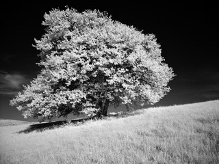 infrared