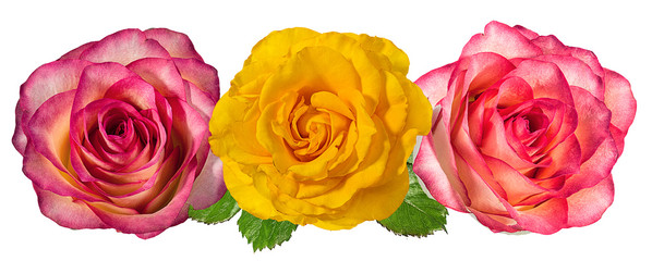 Fresh beautiful roses isolated on white background with clipping path