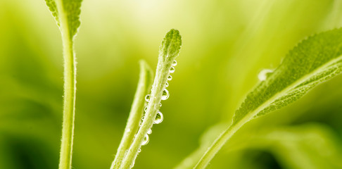 Closeup of green sage leaf with water drop. Macro herb plant on blur background.