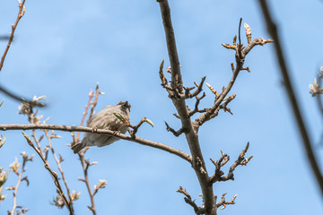 Sparrow sitting on a branch with buds in the spring.