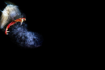 Monkey. Dispersion, splatter effect. Black background.