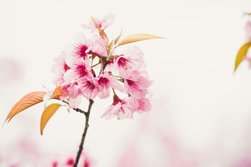 pink sakura flower on nature background
