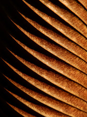dry brown leaves of Elephant apple (Dillenia indica) on black background