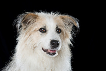 Cute mixed breed dog on black background