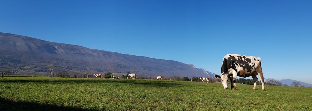 Troupeau au pr&eacute; 