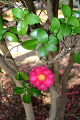 公園に咲く冬の山茶花