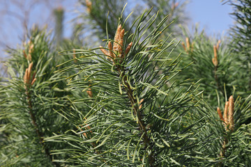 Spring young shoots on a green pine branch