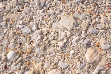 petrified corals by the sea