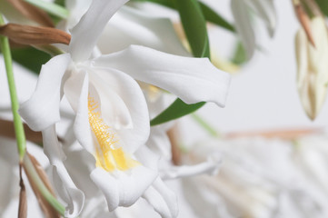 Flowers of Coelogyne cristata orchid