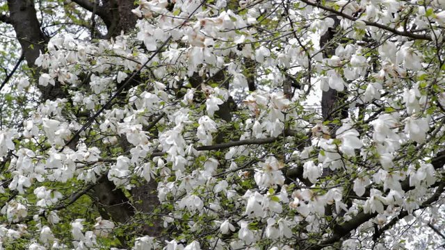 Magnolia stellata tree,beautiful white magnolia tree bloomed in spring