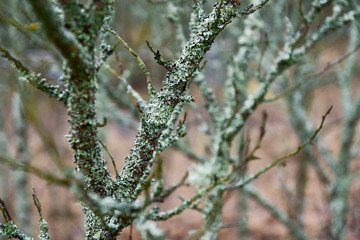 The bark of a tree overgrown with moss