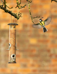 Great tit taking a peanut from a feeder.