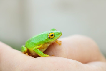 green frog with yellow eyes sitting on womans hand