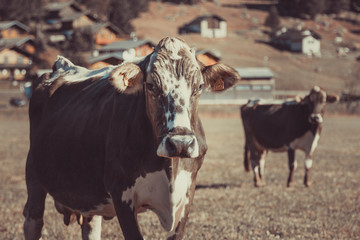 Cow in the field