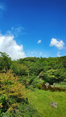 제주도 한라산 1100고지 풍경