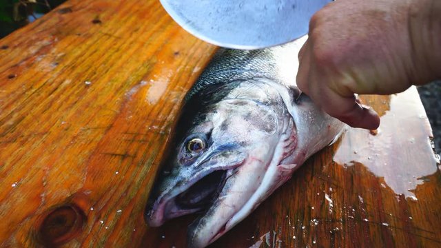 Inuit Ulu Knife being used to clean salmon, a traditional food source of native Americans