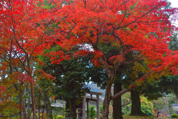 京都市内の紅葉