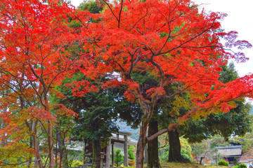 Naklejka premium 京都市内の紅葉