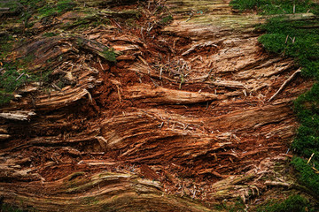 Tree trunk with moss. Bark texture background. Space for text.