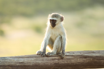 Naklejka premium Juvenile Vervet Monkey Sitting 