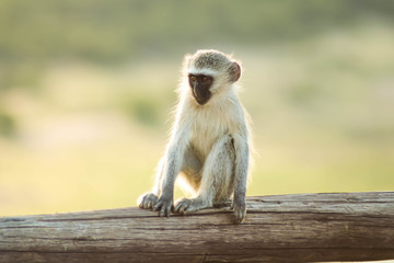 Juvenile Vervet Monkey Sitting 