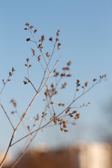 dried flower with small seeds in early spring