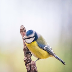 Blue tit on a perch