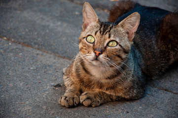 Naklejka na ściany i meble Tricolor shorthair cat is resting on the asphalt and watching. Green eyed big domestic pet. Animal on the city street 
