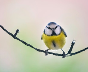 blue tit on a wire
