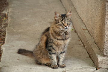 Tricolor shorthair cat is resting on the asphalt and watching. Green eyed big domestic pet.  Animal on the city street 