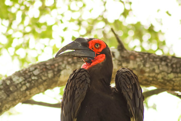 exotic bird with red face sitting on tree branch