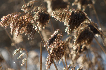 plant with an inflorescence panicle in the sun glare
