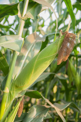 Sweet corn from Thailand, Green corn 