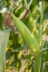 Sweet corn from Thailand, Green corn 