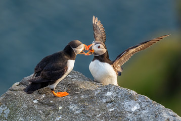 Atlantic Puffin - Fratercula arctica, beautiful colorful sea bird fishing in Atlantic ocean, Runde island, Norway