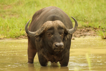 big water bison having a swim in the river