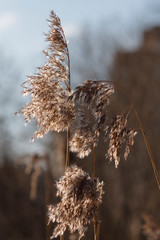plant with an inflorescence panicle in the sun glare
